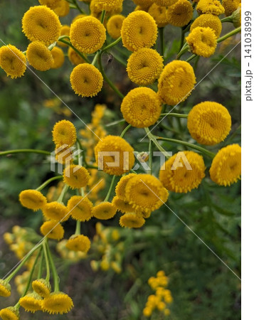 Yellow Tansy Flowers Blooming in Summer Meadow 141038999