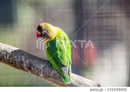 Colorful parrot in a cage at a zoo. 141039000