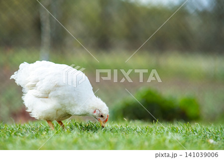 Hen feed on traditional rural barnyard. Close up of chicken standing on barn yard with green grass. Free range poultry farming concept. 141039006