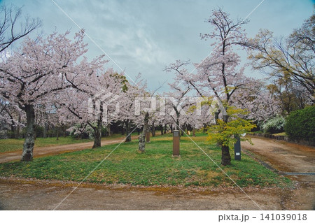 春、芽吹く#181 春、芽吹く#181 141039018
