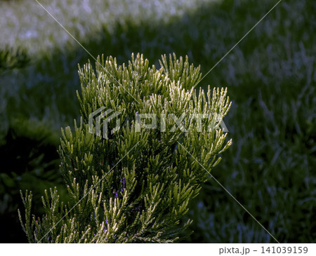 Needle Foliage of Japanese Cryptomeria Needle Foliage of Japanese Cryptomeria 141039159