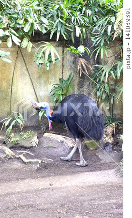 Casuarius walking, in enclosure with plants and rocks, with plants, rocks, concrete wall, with concrete, dirt, wood texture, from a side view perspective, with black, blue accents. 141039391