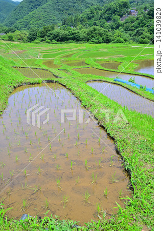 寺坂棚田 田植えの季節 新緑の風景 寺坂棚田 田植えの季節 新緑の風景 141039820