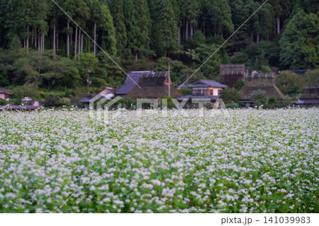 京都府南丹市美山町茅葺きの里で撮影した秋深まりゆく蕎麦畑 京都府南丹市美山町茅葺きの里で撮影した秋深まりゆく蕎麦畑 141039983