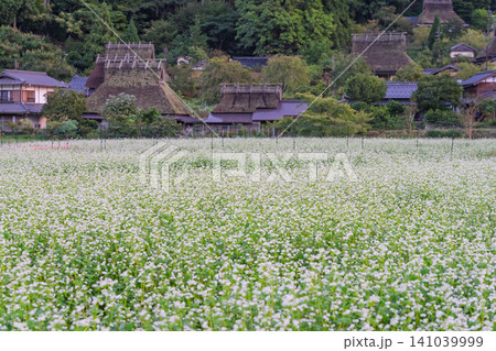 京都府南丹市美山町茅葺きの里で撮影した秋深まりゆく蕎麦畑 141039999
