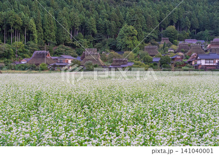 京都府南丹市美山町茅葺きの里で撮影した秋深まりゆく蕎麦畑 141040001