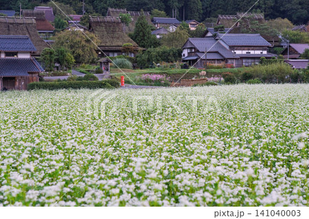 京都府南丹市美山町茅葺きの里で撮影した秋深まりゆく蕎麦畑 京都府南丹市美山町茅葺きの里で撮影した秋深まりゆく蕎麦畑 141040003