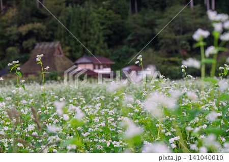 京都府南丹市美山町茅葺きの里で撮影した秋深まりゆく蕎麦畑 京都府南丹市美山町茅葺きの里で撮影した秋深まりゆく蕎麦畑 141040010