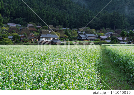 京都府南丹市美山町茅葺きの里で撮影した秋深まりゆく蕎麦畑 京都府南丹市美山町茅葺きの里で撮影した秋深まりゆく蕎麦畑 141040019