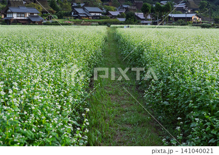 京都府南丹市美山町茅葺きの里で撮影した秋深まりゆく蕎麦畑 京都府南丹市美山町茅葺きの里で撮影した秋深まりゆく蕎麦畑 141040021
