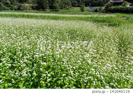 京都府亀岡市犬甘野(いぬかんの)で撮影した深まりゆく秋の蕎麦畑 京都府亀岡市犬甘野(いぬかんの)で撮影した深まりゆく秋の蕎麦畑 141040119