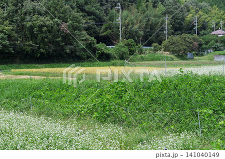 京都府亀岡市犬甘野(いぬかんの)で撮影した深まりゆく秋の蕎麦畑 京都府亀岡市犬甘野(いぬかんの)で撮影した深まりゆく秋の蕎麦畑 141040149