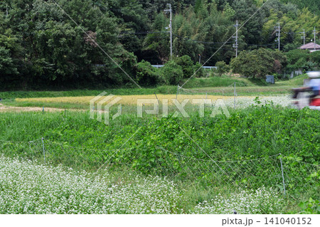 京都府亀岡市犬甘野(いぬかんの)で撮影した深まりゆく秋の蕎麦畑 京都府亀岡市犬甘野(いぬかんの)で撮影した深まりゆく秋の蕎麦畑 141040152