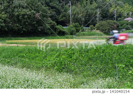 京都府亀岡市犬甘野(いぬかんの)で撮影した深まりゆく秋の蕎麦畑 京都府亀岡市犬甘野(いぬかんの)で撮影した深まりゆく秋の蕎麦畑 141040154