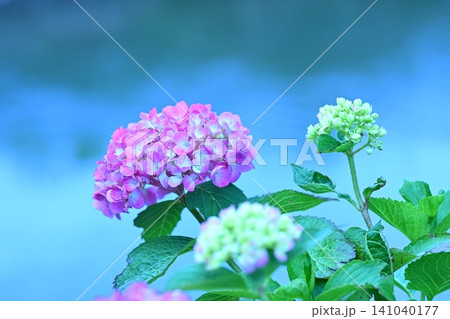 本庄市仁手の紫陽花 本庄市仁手の紫陽花 141040177