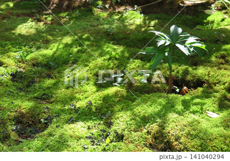 苔に覆われた地面に落ちる木漏れ日(日本庭園) 苔に覆われた地面に落ちる木漏れ日(日本庭園) 141040294