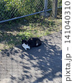 猫 141040310