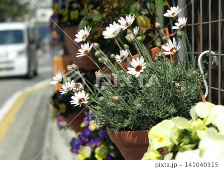 通りに面した民家の塀、春の花を寄せ植えにしたハンギングバスケット 通りに面した民家の塀、春の花を寄せ植えにしたハンギングバスケット 141040315