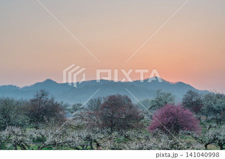 京都府綾部市梅林公園の春を告げる朝焼けに咲く満開の梅 京都府綾部市梅林公園の春を告げる朝焼けに咲く満開の梅 141040998