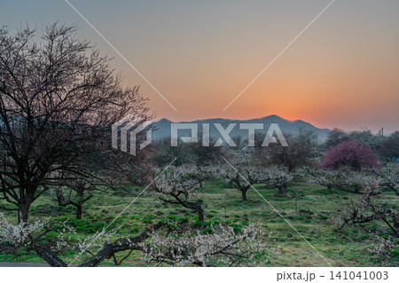 京都府綾部市梅林公園の春を告げる朝焼けに咲く満開の梅 京都府綾部市梅林公園の春を告げる朝焼けに咲く満開の梅 141041003