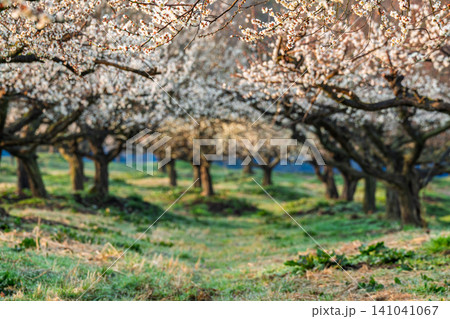 京都府綾部市梅林公園の春を告げる朝焼けに咲く満開の梅 京都府綾部市梅林公園の春を告げる朝焼けに咲く満開の梅 141041067