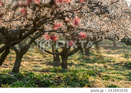 京都府綾部市梅林公園の春を告げる朝焼けに咲く満開の梅 京都府綾部市梅林公園の春を告げる朝焼けに咲く満開の梅 141041076