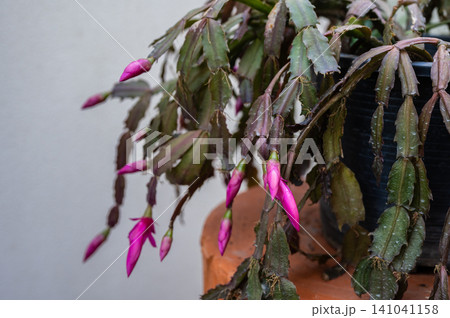 Close up of Thanksgiving Cactus with flowers bud before blooming. Holiday cacti such as the Christmas cactus, Thanksgiving cactus are all hybrids of Brazilian forest cacti. Close up of Thanksgiving Cactus with flowers bud before blooming. Holiday cacti such as the Christmas cactus, Thanksgiving cactus are all hybrids of Brazilian forest cacti. 141041158