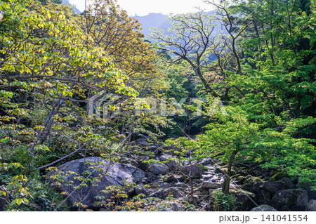 世界自然遺産屋久島の春 西部林道地域 世界自然遺産屋久島の春 西部林道地域 141041554