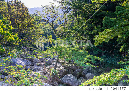 世界自然遺産屋久島の春　西部林道地域 141041577