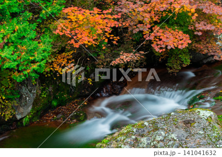 長野県茅野市に流れる横谷渓谷・渋川の最上流に位置する紅葉真っ盛りのおしどり隠しの滝 長野県茅野市に流れる横谷渓谷・渋川の最上流に位置する紅葉真っ盛りのおしどり隠しの滝 141041632
