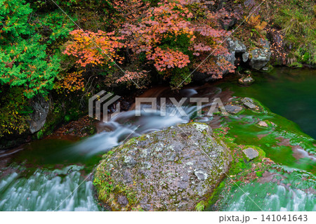 長野県茅野市に流れる横谷渓谷・渋川の最上流に位置する紅葉真っ盛りのおしどり隠しの滝 長野県茅野市に流れる横谷渓谷・渋川の最上流に位置する紅葉真っ盛りのおしどり隠しの滝 141041643