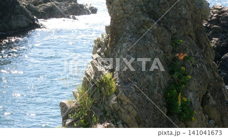 海岸の奇岩に咲くイワユリの花 海岸の奇岩に咲くイワユリの花 141041673