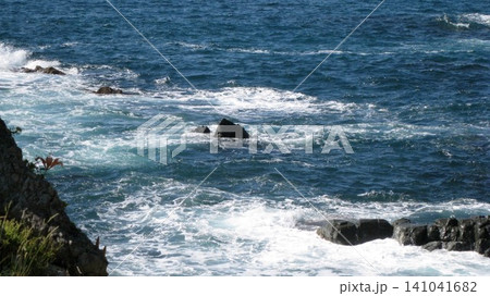 海岸の奇岩に咲くイワユリの花 141041682