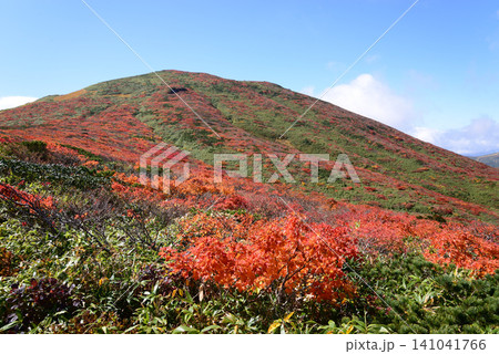 秋の栗駒山 緑の笹原を赤く覆う紅葉 秋の栗駒山 緑の笹原を赤く覆う紅葉 141041766