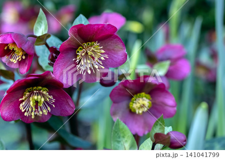 Beautiful Purple Lenten Rose or Hellebores blooming in spring. Beautiful Purple Lenten Rose or Hellebores blooming in spring. 141041799