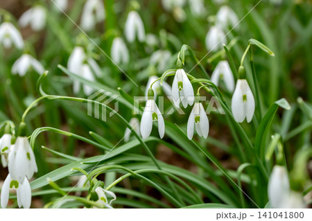 White flowers of snowdrops are blooming in the park in early spring. White flowers of snowdrops are blooming in the park in early spring. 141041800