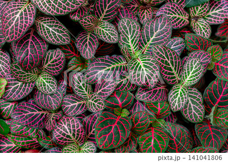 Beautiful pattern of mosaic plant leaves in the botanical garden. 141041806