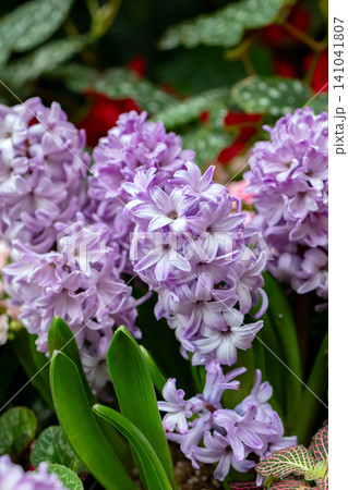 Beautiful bloom of pink hyacinths with green foliage in the garden. Beautiful bloom of pink hyacinths with green foliage in the garden. 141041807