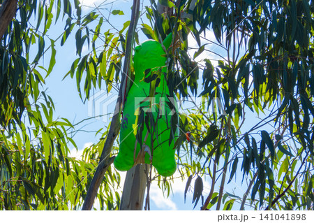 An inflatable toy thrown and stuck in a tree in the Blue Mountains An inflatable toy thrown and stuck in a tree in the Blue Mountains 141041898