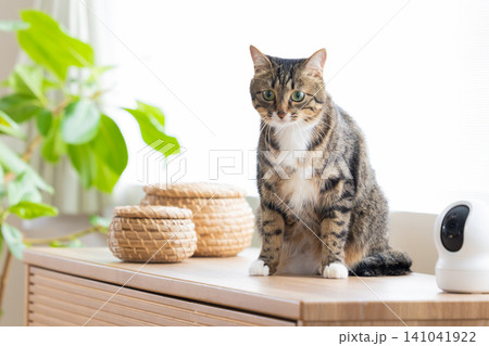 ペット 猫 リビングにいる猫 ペット 猫 リビングにいる猫 141041922