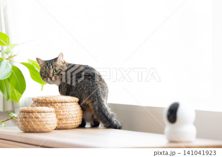 ペット 猫 リビングにいる猫 ペット 猫 リビングにいる猫 141041923