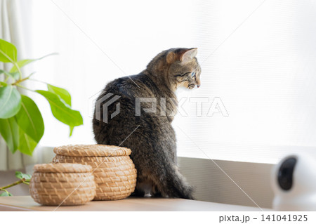 ペット 猫 リビングにいる猫 ペット 猫 リビングにいる猫 141041925