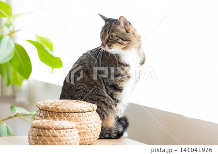 ペット 猫 リビングにいる猫 ペット 猫 リビングにいる猫 141041926