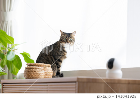 ペット 猫 リビングにいる猫 ペット 猫 リビングにいる猫 141041928