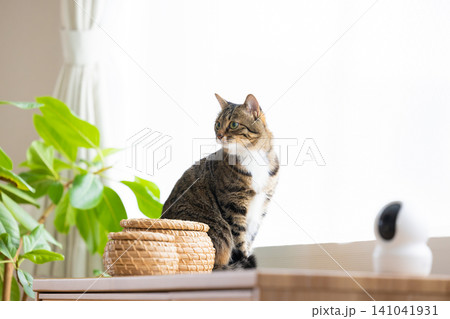 ペット 猫 リビングにいる猫 ペット 猫 リビングにいる猫 141041931