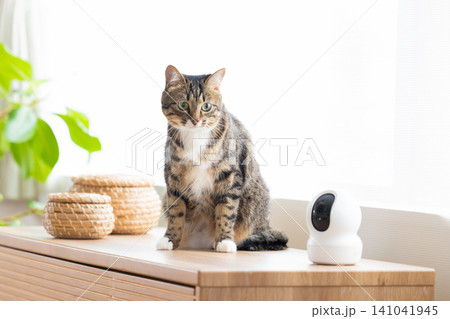 ペット 猫 リビングにいる猫 ペット 猫 リビングにいる猫 141041945