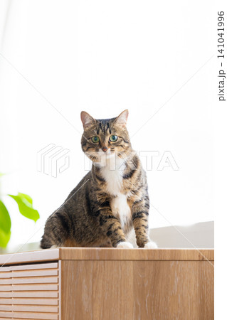 ペット　猫　リビングにいる猫 141041996