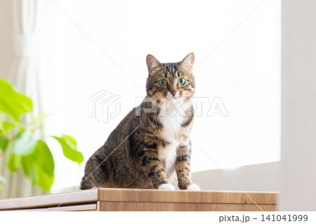 ペット 猫 リビングにいる猫 ペット 猫 リビングにいる猫 141041999