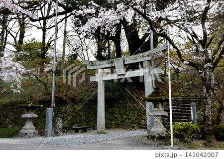 福岡県朝倉市 秋月城跡の垂裕神社と満開桜 福岡県朝倉市 秋月城跡の垂裕神社と満開桜 141042007