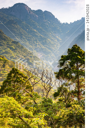 世界自然遺産屋久島の春 西部林道地域 世界自然遺産屋久島の春 西部林道地域 141042028